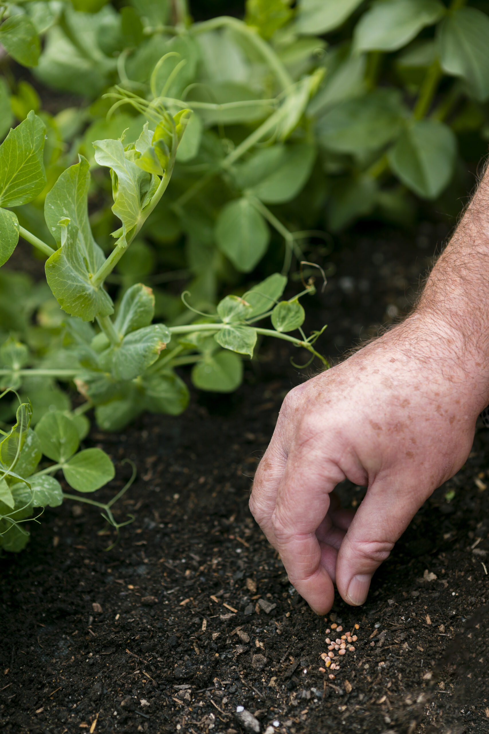 close-up-gardener-putting-seeds-soil